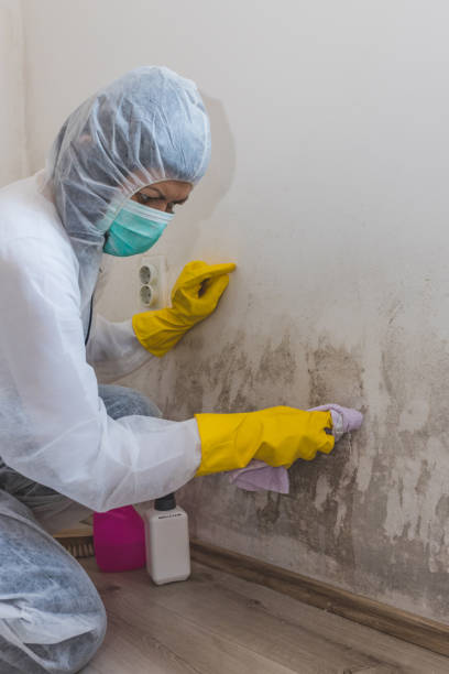 Professional Mold Removal in Zumbrota, MN