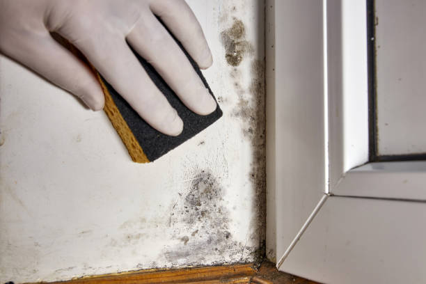 Best Mold Removal for HVAC Installations  in Zumbrota, MN